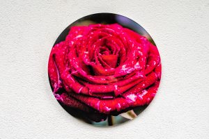 Acryglas Druck rund – Rose