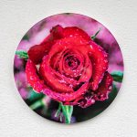 Acryglas Druck rund – Rose